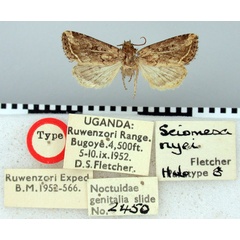 /filer/webapps/moths/media/images/N/nyei_Sciomesa_HT_BMNH.jpg