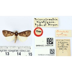 /filer/webapps/moths/media/images/N/nyctiscia_Prionofrontia_HT_BMNH.jpg