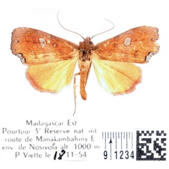 /filer/webapps/moths/media/images/G/gueneei_Hondryches_AM_BMNH_01.jpg