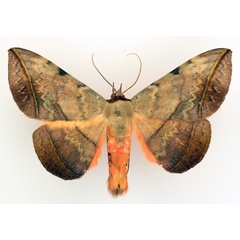 /filer/webapps/moths/media/images/C/capensis_Hypopyra_AM_TMSA_01.jpg