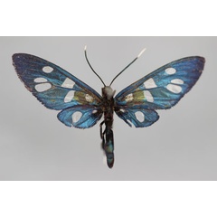 /filer/webapps/moths/media/images/J/jacksoni_Amata_A_BMNH.jpg