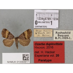 /filer/webapps/moths/media/images/D/duplovittata_Ozarba_PTM_BMNH_03a.jpg