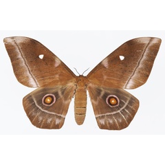 /filer/webapps/moths/media/images/O/obscura_Imbrasia_AF_Basquina.jpg
