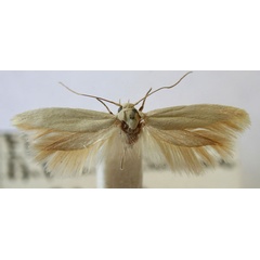 /filer/webapps/moths/media/images/P/pangalactis_Scythris_LT_BMNH.jpg