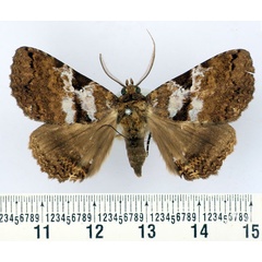 /filer/webapps/moths/media/images/E/equatorialis_Sypnoides_AM_BMNH.jpg