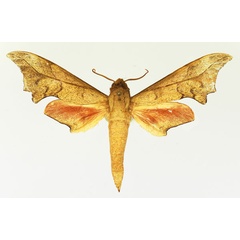 /filer/webapps/moths/media/images/I/illustris_Phylloxiphia_AM_Basquin_02.jpg