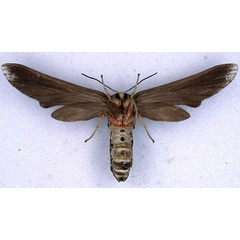/filer/webapps/moths/media/images/D/dollmani_Paramelisa_PLT_BMNH_02.jpg