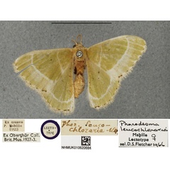 /filer/webapps/moths/media/images/L/leucochloraria_Phorodesma_LTF_BMNH.jpg