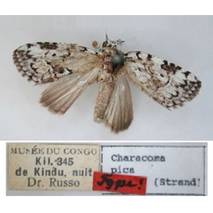 /filer/webapps/moths/media/images/P/pica_Characoma_HT_RMCA_01.jpg