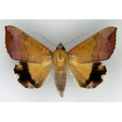 /filer/webapps/moths/media/images/L/leucopasa_Achaea_AF_Legrain.jpg