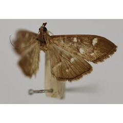 /filer/webapps/moths/media/images/O/ovialis_Syllepte_ST_BMNH.jpg