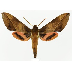 /filer/webapps/moths/media/images/D/dohertyi_Chaerocina_AM_Basquin_02a.jpg