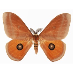 /filer/webapps/moths/media/images/P/pygmaea_Rohaniella_AM_Basquina.jpg