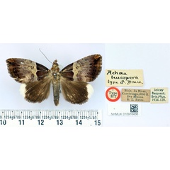 /filer/webapps/moths/media/images/L/leucopera_Achaea_HT_BMNH.jpg