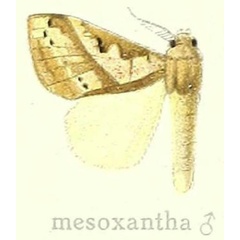 /filer/webapps/moths/media/images/M/mesoxantha_Laelia_HT_Hering_23c.jpg