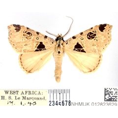 /filer/webapps/moths/media/images/S/secticona_Marcipa_AM_BMNH.jpg