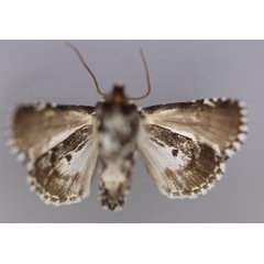 /filer/webapps/moths/media/images/Z/zebrina_Homonacna_A_RMCA_02.jpg