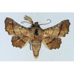 /filer/webapps/moths/media/images/I/intermedia_Dysodia_AF_TMSA.jpg