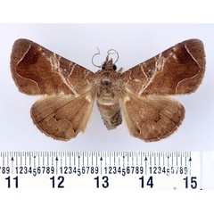 /filer/webapps/moths/media/images/P/perexcurvata_Dysgonia_AF_BMNH.jpg