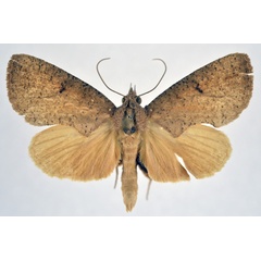 /filer/webapps/moths/media/images/R/rufa_Trachyptena_AM_NHMO.jpg