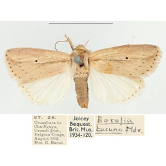 /filer/webapps/moths/media/images/M/miasticta_Leucania_AF_BMNH.jpg