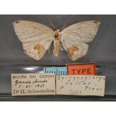 /filer/webapps/moths/media/images/D/dorcas_Epigynopteryx_HT_RMCA_01.jpg