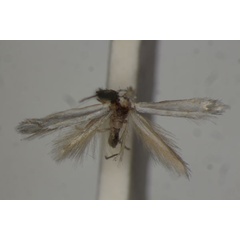 /filer/webapps/moths/media/images/I/inchoata_Bucculatrix_LT_BMNH.jpg