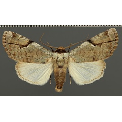 /filer/webapps/moths/media/images/P/pseudobamra_Tanocryx_AM_Fiebig.jpg