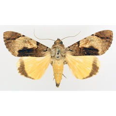 /filer/webapps/moths/media/images/V/variegata_Ulotrichopus_AM_TMSA_02.jpg