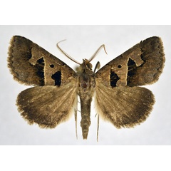 /filer/webapps/moths/media/images/H/hamifera_Anoba_AM_NHMO.jpg