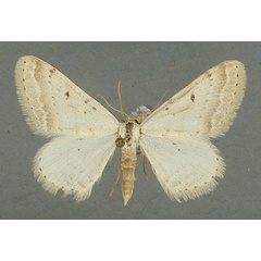 /filer/webapps/moths/media/images/G/gazellaria_Scopula_AM_TMSA.jpg