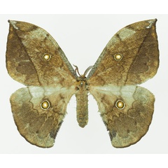 /filer/webapps/moths/media/images/F/flavivitta_Pselaphelia_AF_Basquina.jpg