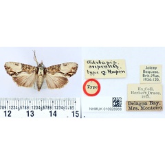 /filer/webapps/moths/media/images/O/ovipennis_Oedebasis_AT_BMNH.jpg