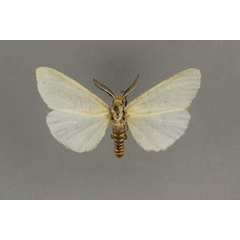 /filer/webapps/moths/media/images/A/aurivillii_Acantharctia_AM_BMNH.jpg