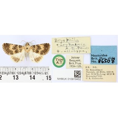 /filer/webapps/moths/media/images/E/eurytaenia_Drasteriodes_AT_BMNH.jpg