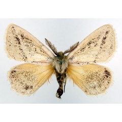 /filer/webapps/moths/media/images/F/flavipennis_Phiala_AM_Basquin_01.jpg
