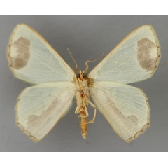 /filer/webapps/moths/media/images/P/palliata_Lophorrhachia_A_ZSM_02.jpg