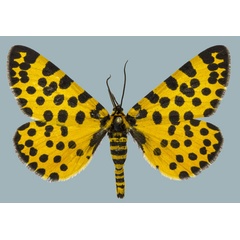 /filer/webapps/moths/media/images/L/lepida_Zerenopsis_AM_Staude.jpg