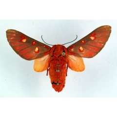 /filer/webapps/moths/media/images/H/haemalea_Balacra_AM_Ochse.jpg