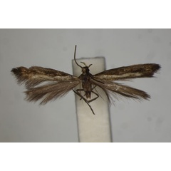 /filer/webapps/moths/media/images/P/philorites_Epermenia_HT_BMNH.jpg