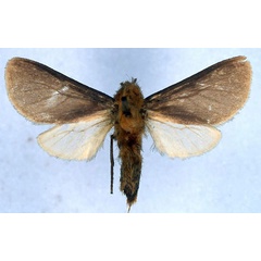 /filer/webapps/moths/media/images/U/uniformis_Metarctia_HT_BMNH_01.jpg