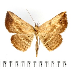 /filer/webapps/moths/media/images/B/brachypecten_Maxera_AF_BMNH.jpg