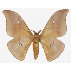 /filer/webapps/moths/media/images/M/meloui_Pseudobunaea_AM_Basquin_02b.jpg