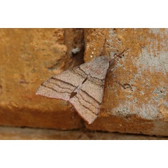 /filer/webapps/moths/media/images/M/marshalli_Polyptychopsis_A_Voaden.jpg