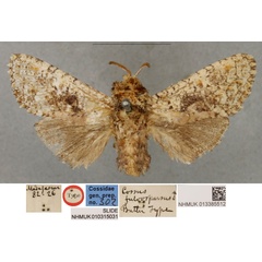 /filer/webapps/moths/media/images/F/fulvosparsus_Cossus_LT_BMNH.jpg