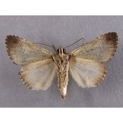 /filer/webapps/moths/media/images/P/phaeocyma_Tytroca_A_Baron_02.jpg