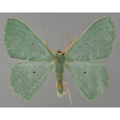 /filer/webapps/moths/media/images/N/neglecta_Prasinocyma_A_ZSM_01.jpg