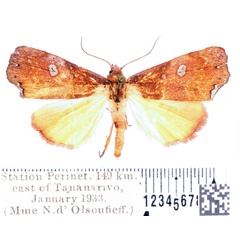 /filer/webapps/moths/media/images/G/gueneei_Hondryches_AM_BMNH_02.jpg