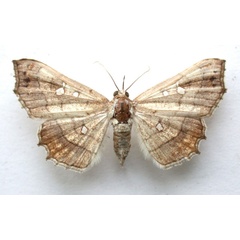 /filer/webapps/moths/media/images/V/vicaria_Egnasia_A_Revell_01.jpg