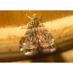 /filer/webapps/moths/media/images/L/leptocosma_Brenthia_A_Bippus.jpg